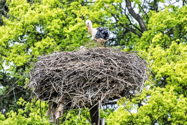 Familj av vit stork i boet, fågelskådning — Stockfoto