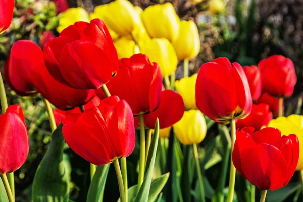 Red and yellow tulips in park — Stock Photo, Image