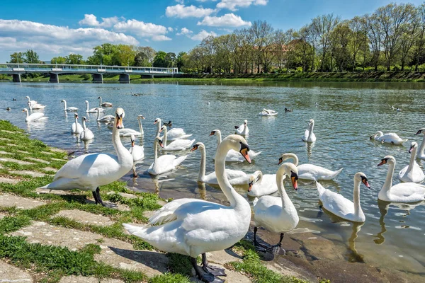 Beautiful Swans - Cygnus on the river side with bridge, Piesta — Stock Photo, Image