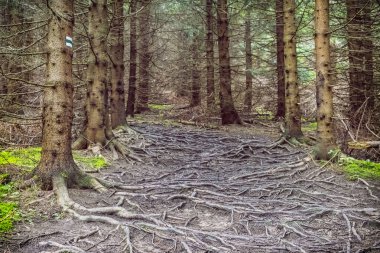 Kozalaklı orman, Küçük Fatra, Slovakya, yürüyüş teması