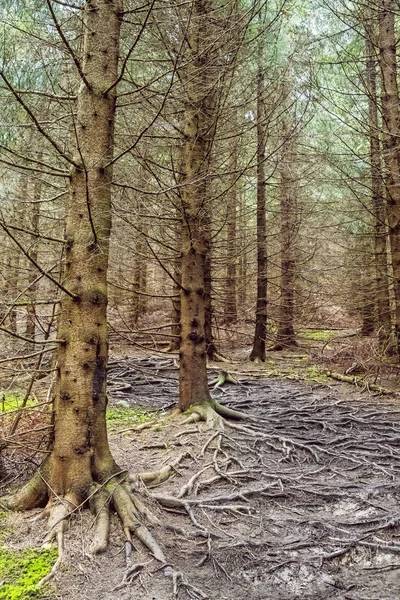 Floresta de coníferas, Little Fatra, Eslováquia, tema de caminhadas — Fotografia de Stock