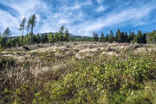 Floresta após calamidade. Kralova Hola, Eslováquia — Fotografia de Stock