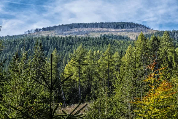 Floresta após a calamidade, Kralova Hola, Eslováquia — Fotografia de Stock