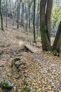 Sonbaharda yaprak döken ormanda yürüyüş yolu, Reviste, Slovakya