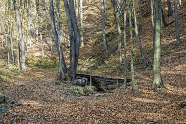 Sonbaharda yaprak döken ormanda yürüyüş yolu, Reviste, Slovakya