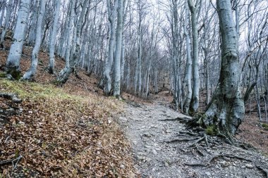 Strazov Tepesi, Strazov Dağları, Slovakya