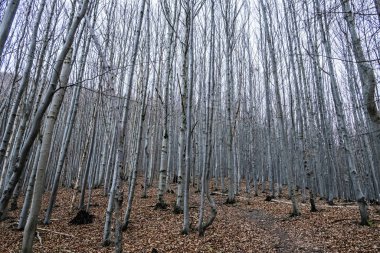 Strazov Tepesi, Strazov Dağları, Slovakya
