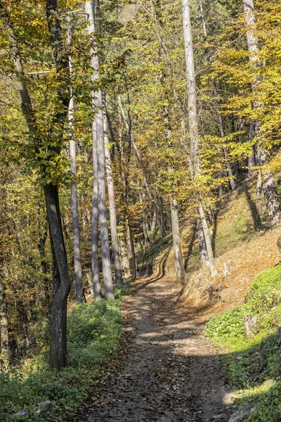 Sonbaharda yaprak döken ormanda yürüyüş yolu, Reviste, Slovakya — Stok fotoğraf