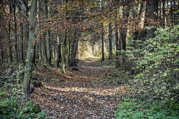 Ścieżka turystyczna w jesiennych lasach liściastych, Likava, Słowacja — Zdjęcie stockowe