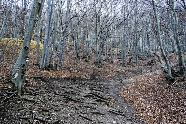 Strazov heuvel, Strazov gebergte, Slowakije — Stockfoto