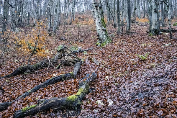 Strazov heuvel, Strazov gebergte, Slowakije — Stockfoto