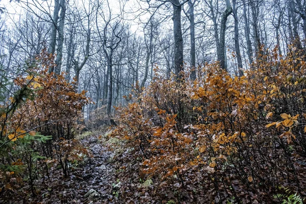 Strazov Tepesi, Strazov Dağları, Slovakya — Stok fotoğraf