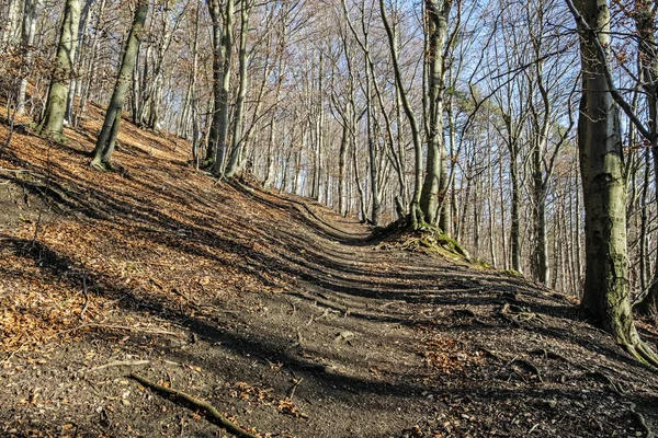 Passo a passo na floresta decídua, colina Vapec, Strazov Mountains, Slo — Fotografia de Stock