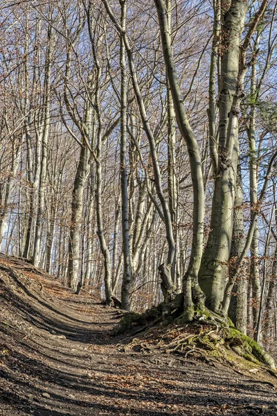 Stezka v listnatém lese, vrch Vapec, Štrasovské hory, Slo — Stock fotografie