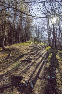 Kozalaklı orman ve güneş ışınları, Klak tepesi, Slovakya