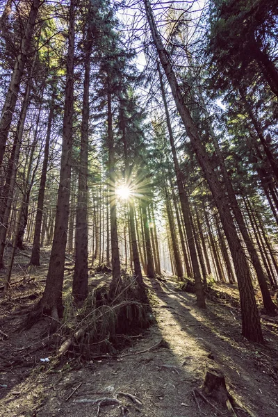 Kozalaklı orman ve güneş ışınları, Klak tepesi, Slovakya — Stok fotoğraf