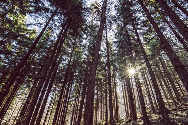 Foresta di conifere e raggi del sole, collina di Klak, Slovacchia — Foto Stock