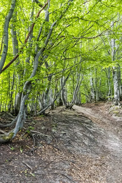 Hiking path in deciduous forest, Big Fatra mountains, Slovakia — Stok fotoğraf