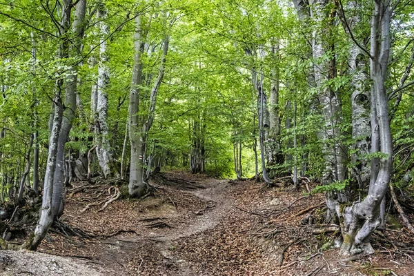 Ścieżka turystyczna w lesie liściastym, Wielkie góry Fatra, Słowacja — Zdjęcie stockowe