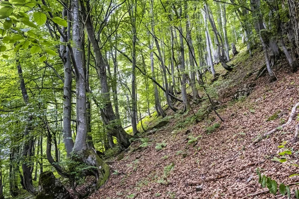 Caminhadas na floresta decídua, montanhas Big Fatra, Eslováquia — Fotografia de Stock