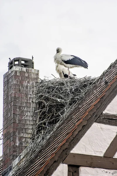 Bílý čáp (Ciconia ciconia) hnízdící na střeše, Hochstadt, Ge — Stock fotografie