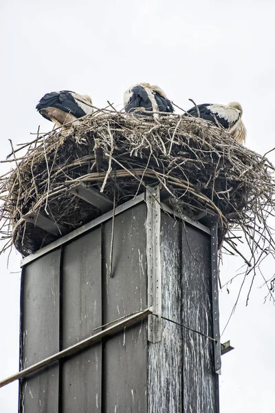 White stork (Ciconia ciconia) nesting on the roof, Hochstadt, Ge — Stockfoto