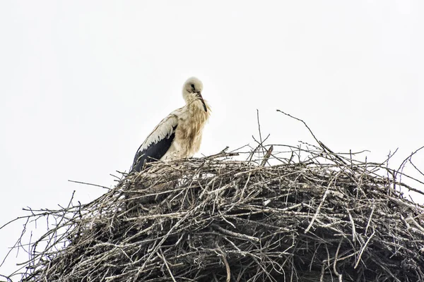 White stork (Ciconia ciconia) nesting on the roof, Hochstadt, Ge — Stok fotoğraf