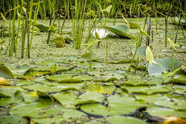 Jardim botânico, Erlangen, Franconia, Alemanha — Fotografia de Stock