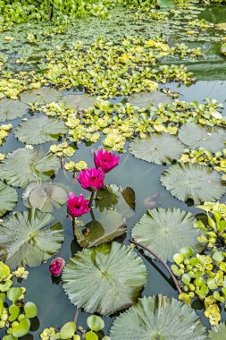 Botanical garden, Erlangen, Franconia, Germany