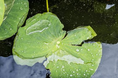 Botanical garden, Erlangen, Franconia, Germany