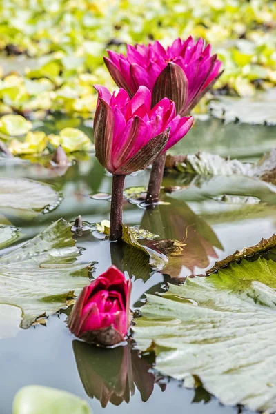 Jardín botánico, Erlangen, Franconia, Alemania — Foto de Stock