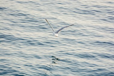 Martı denizüzerinde uçuyor, Solta, Hırvatistan