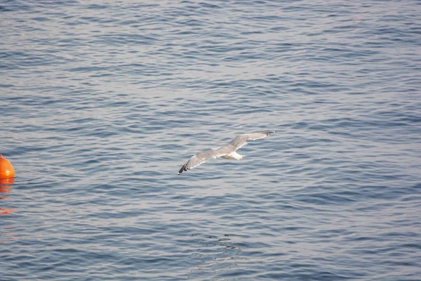 Seagull flies above sea, Solta, Croatia — Stock Photo, Image