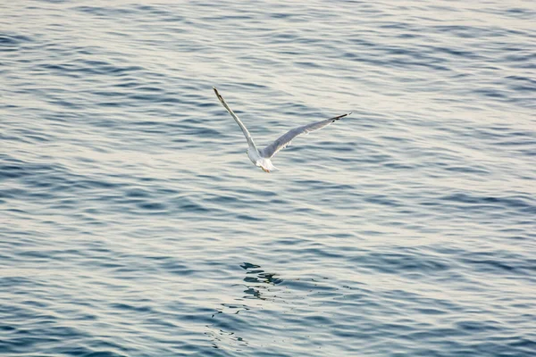 Чайка летает над морем, Солта, Хорватия — стоковое фото