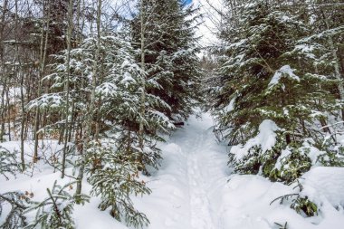 Büyük Fatra Dağları, Slovakya Cumhuriyeti. Karlı bir manzara. Mevsimsel doğal sahne. Seyahat güzergahı. Yürüyüş teması.