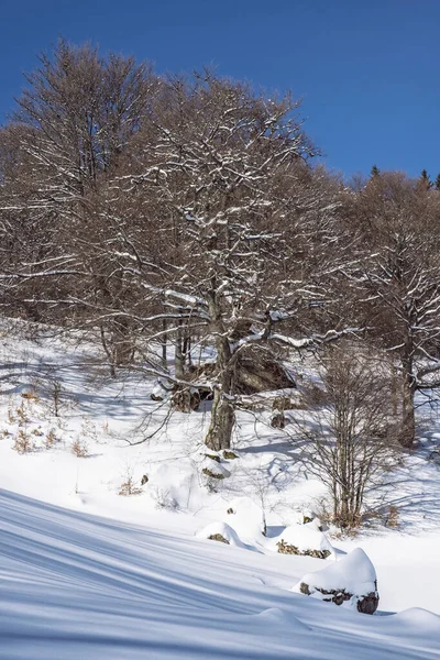 Große Fatra Slowakische Republik Verschneite Landschaft Saisonale Naturszene Reiseziel Thema — Stockfoto
