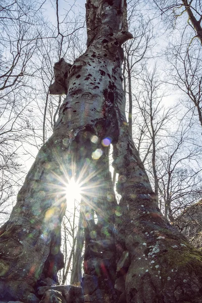 Solstrålar Och Gammalt Träd Säsongsbetonad Naturscen Slovakien — Stockfoto