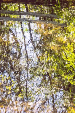 Ağaçlar gölde yansıtılır. Mevsimsel doğal sahne. İlkbahar.