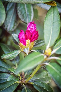 İlkbaharda çıngıraklı yılan tomurcukları. Mevsimsel doğal sahne.