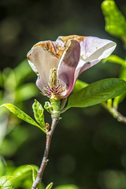 Slovak Cumhuriyeti, Tesarske Mlynany 'de bahar mevsiminin çiçek sembolü. Mevsimsel doğal sahne. Makro fotoğraf.