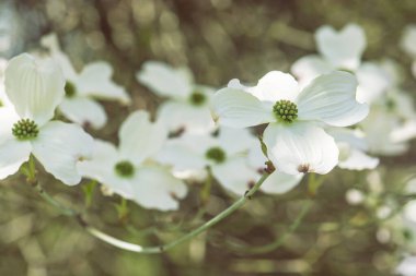 Çiçekli Dogwood - Cornus Florida, Tesarske Mlynany, Slovak Cumhuriyeti. İlkbahar sahnesi.