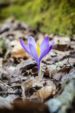 İlkbaharda çiçek açan çiçek. Mevsimsel doğal sahne.
