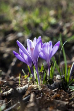 İlkbaharda çiçek açan çiçek. Mevsimsel doğal sahne.