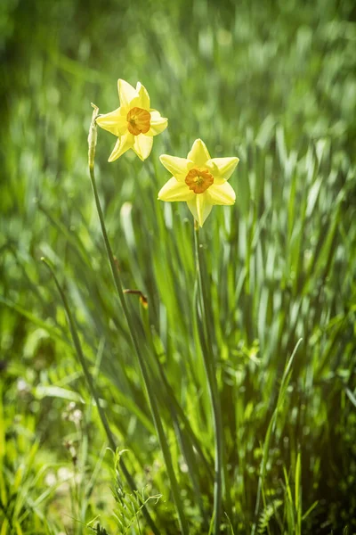 Gul Narcissus Arboretum Tesarske Mlynany Slovakien Säsongsmässig Naturlig Scen — Stockfoto
