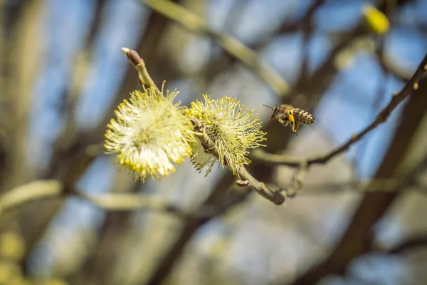 Honingbij Verzamelt Nectar Bloeiende Boom Seizoensgebonden Natuur — Stockfoto