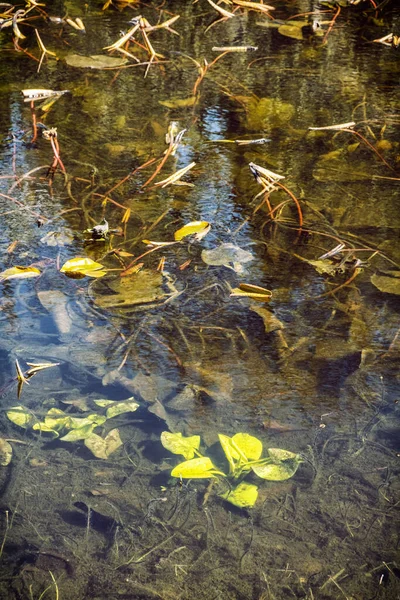 Plantes Submergées Dans Lac Scène Naturelle Saisonnière — Photo