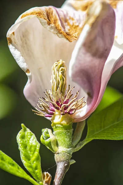 Bloemensymbool Van Lente Arboretum Tesarske Mlynany Slowakije Seizoensgebonden Natuur Macro — Stockfoto