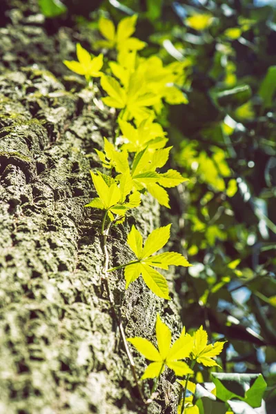 Detail Van Grote Boom Met Klimop Plant Seizoensgebonden Natuur — Stockfoto