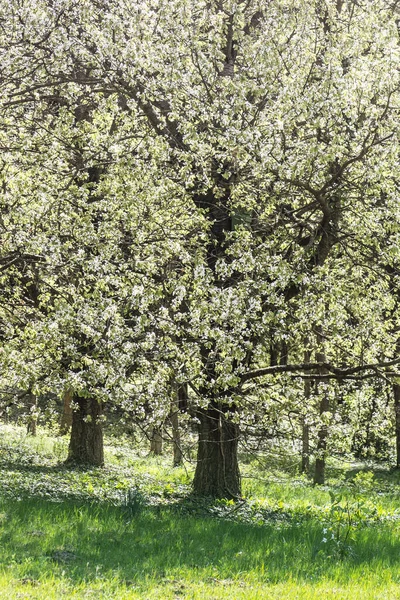 Blommande Träd Arboretum Tesarske Mlynany Slovakien Säsongsmässig Naturlig Scen — Stockfoto