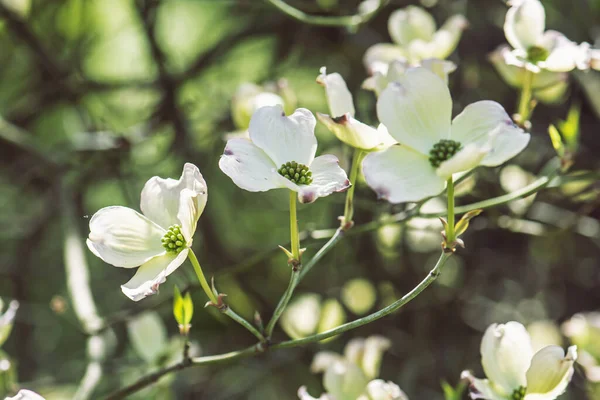 Blommande Hundträ Cornus Florida Arboretum Tesarske Mlynany Slovakien Vårens Scen — Stockfoto